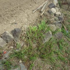 畑の石垣の間に根を張ったススキの除草