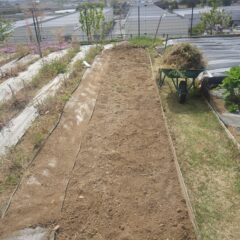 蔓延った芝を剥ぎ取って畑を回復しました