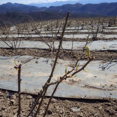 新芽も順調に伸びています