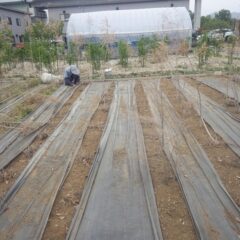 ティートゥリー畑の除草作業は夕方まで続けられています