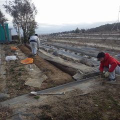 タイム・マストキナ畑の改良作業中です