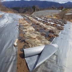 昼過ぎに雨が上がり冷たい突風が吹く中ラベンダー畑の防草シート張りの残りを張る事にしました