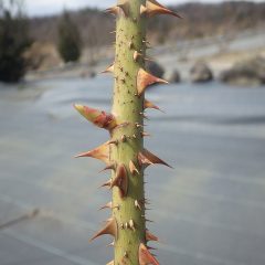 ローズの芽が少しずつ伸びています