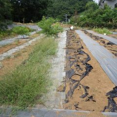 事務局裏では汗だくになって除草作業が続けられています