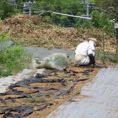 今日も雑草との終わりのない戦いが続いています