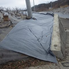 ここまで張って雨が降り出しました