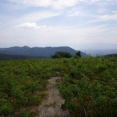 農場は朝からサウナのような蒸し暑さです