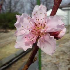 事務局前ではネクタリンの花が咲いています