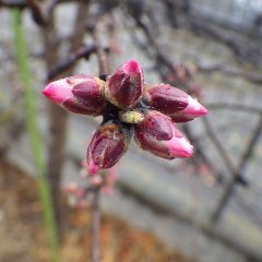 アーモンドの蕾もそろそろほころびそうです