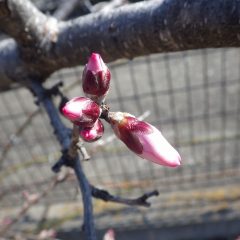 アーモンドの蕾から花びらがハッキリと分かる様になり来週には咲き始めるでしょう