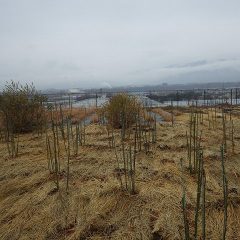 朝から雨の事務局前にあるローズ畑
