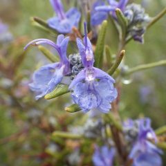 ロースマリーは花弁に雨粒を貯めています