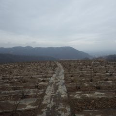 農場のローズ畑