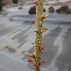 また少し芽が伸びています
