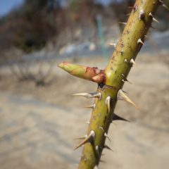 農場のローズも芽が随分と伸びています