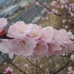 春爛漫