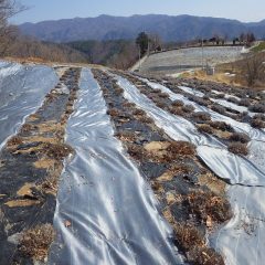 ラベンダー春剪定の続きを行いました