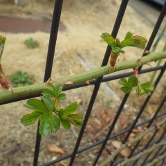 つるバラは次々に葉を広げています