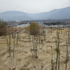 事務局前のローズ畑