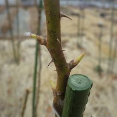 ローズの芽は日毎に伸びています