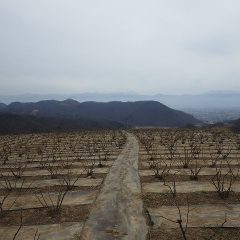 曇天のロース畑