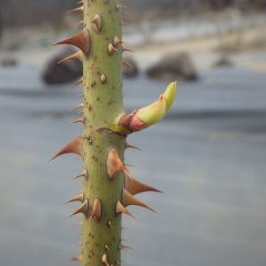 事務局前よりも芽が伸びています
