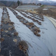 ラベンダー畑が新芽で覆われる日も近いと思います