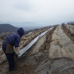 冷たく湿った空気の中で防草シート張りが続いています