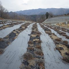 このラベンダー畑の剪定が終了しました