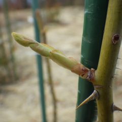 事務局前のローズは芽が伸びて葉っぱの形が分かる様になりました