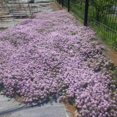 クリーピングタイムが花の絨毯を広げています