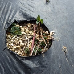 ペパーミントが芽を出しました