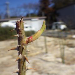 事務局前のローズは伸びた芽の端が開き始めて来ました