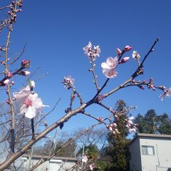 アーモンドの花が次々に開いています