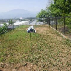 ドクダミ畑では除草作業中