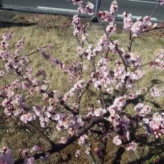 アプリコットの花は早くも色が褪せ始めています