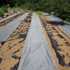 事務局裏の除草も一段落