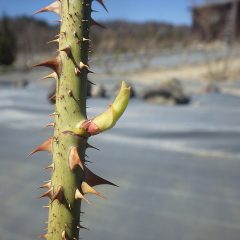 ローズの芽が伸びて葉の淵が開いて来ています