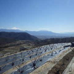 今日もローズ畑に防草シート張りをしています