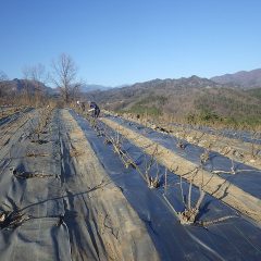 今日は5畝に防草シートを張り終わりました