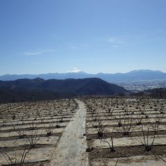 農場のローズ畑は澄み渡り富士山が綺麗に見えました