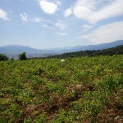 農場のローズ畑には夏空が広がっています