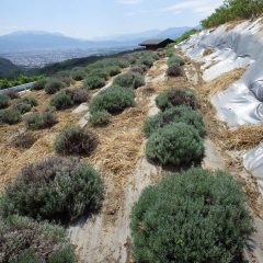 除草した草の運び出しもまた一苦労