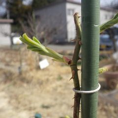 新芽が開き始めています