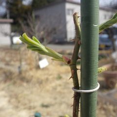 新芽が開き始めています