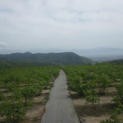 夏日になった農場のローズ畑は遠くが霞んで見えます