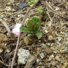 アルベンシスミントだって芽を出しました