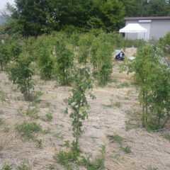 事務局前のローズ畑ではローズに絡みつくつる性雑草の除草作業中