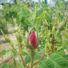 事務局前のローズはピンクの花弁がこんなに見えています