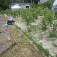 ローズが咲き始める前に引き抜いています